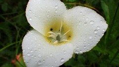 Calochortus apiculatus