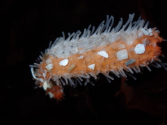Pachythyone rubra