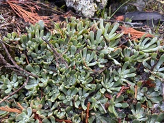 Sedum oblanceolatum
