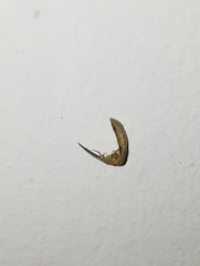 Pyralidae