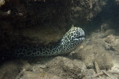 Gymnothorax favagineus