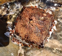 Barringtonia asiatica