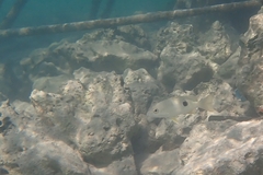 Lutjanus russellii