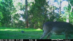 Leucosarcia melanoleuca