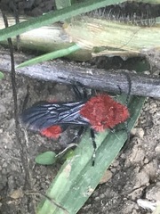 Dasymutilla erythrina