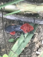 Dasymutilla erythrina