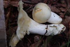 Russula crustosa