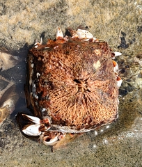 Barringtonia asiatica