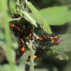 Oncopeltus guttaloides