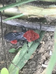 Dasymutilla erythrina