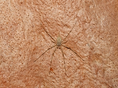 Tamopsis