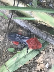 Dasymutilla erythrina