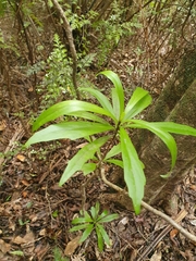 Brachyglottis kirkii