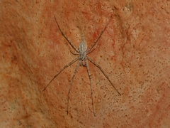Tamopsis