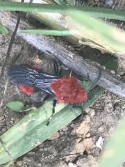 Dasymutilla erythrina