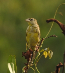Emberiza melanocephala