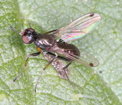 Sepsis fulgens