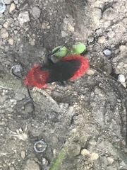 Dasymutilla erythrina