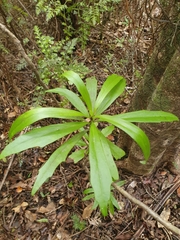 Brachyglottis kirkii