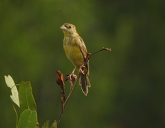 Emberiza melanocephala