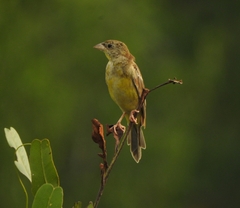 Emberiza melanocephala
