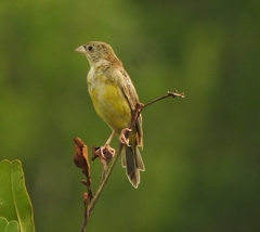 Emberiza melanocephala