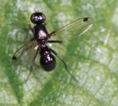 Sepsis fulgens