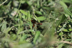 Oncopeltus guttaloides