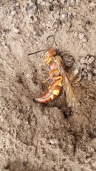 Sphecius