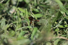 Oncopeltus guttaloides