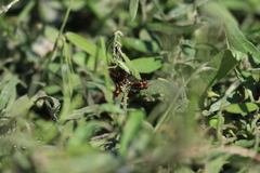 Oncopeltus guttaloides