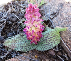 Lachenalia carnosa