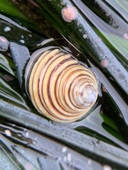 Calliostoma canaliculatum