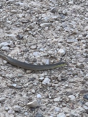 Delma inornata