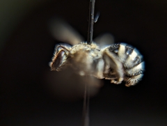 Lasioglossum sisymbrii