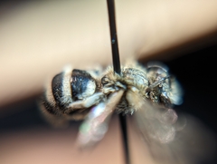 Lasioglossum sisymbrii