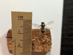 Lasioglossum sisymbrii