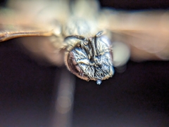 Lasioglossum sisymbrii