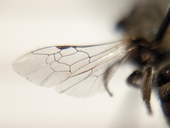 Lasioglossum sisymbrii