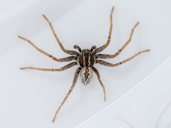 Thanatus mikhailovi