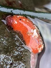 Lissothuria nutriens