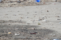 Charadrius alexandrinus