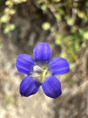 Wahlenbergia violacea