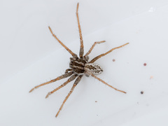 Thanatus mikhailovi