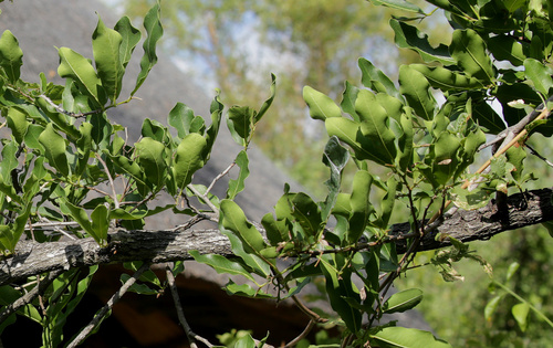 Image of Diospyros mespiliformis by (c) Wynand Uys, some rights reserved (CC BY)