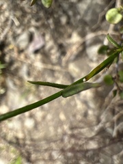 Wahlenbergia violacea