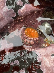 Balanophyllia elegans