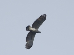 Haliaeetus humilis