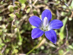 Wahlenbergia violacea