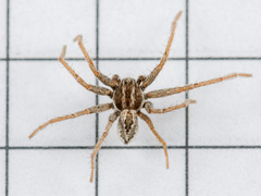 Thanatus mikhailovi